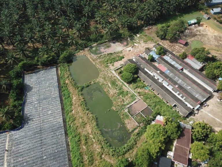Ladang babi di Pulau Pinang lepas sisa ternakan diarah tutup – JPV