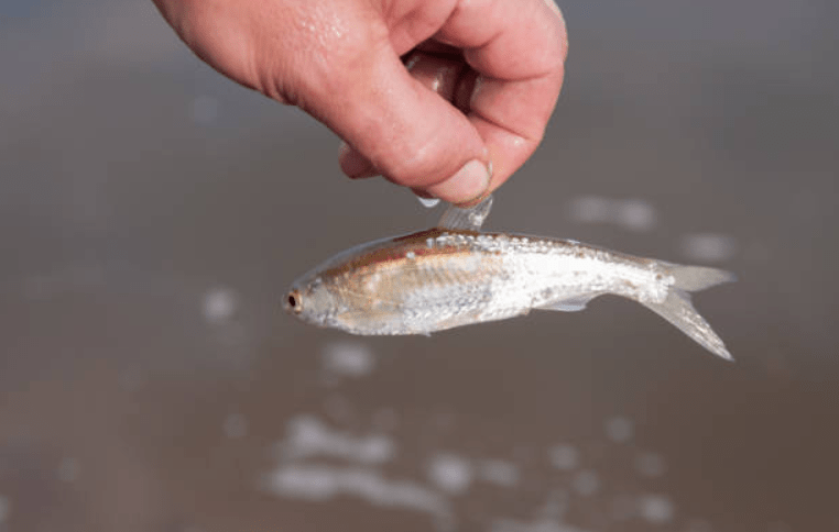 Apa yang ditelannya akan dimuntahkan semula. Ikan pun masih hidup setelah ditelan lelaki ini