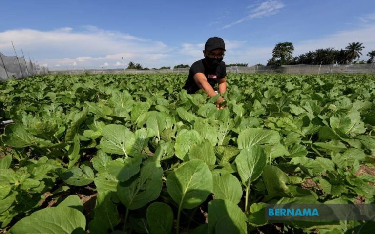 Dasar baharu perkasa ekonomi bumiputera melalui sumber tanah penting