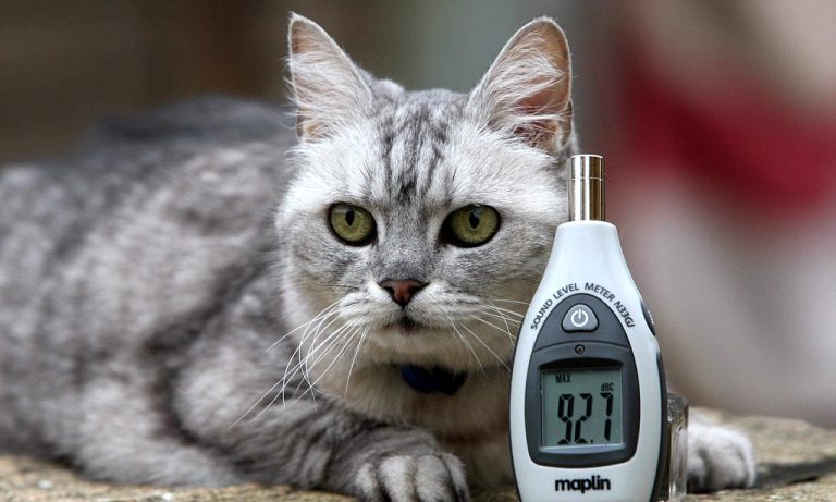 Dengkurannya sekuat bunyi pesawat, ini kisah kucing yang paling kuat berdengkur ketika tidur