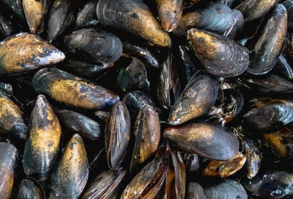 Kupang di Port Dickson masih tidak selamat dimakan