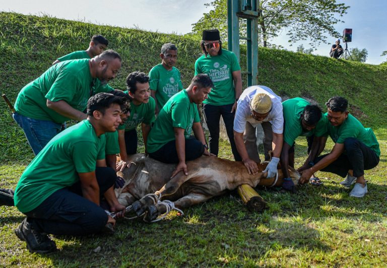 Tujuh ekor lembu dikorbankan dalam Majlis Gotong Royong Perdana Qurbani Kumpulan Shapadu 2024