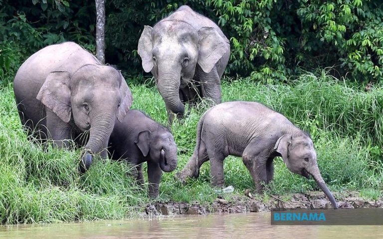 Gajah Borneo diklasifikasi sebagai ‘Terancam’ Senarai Merah IUCN