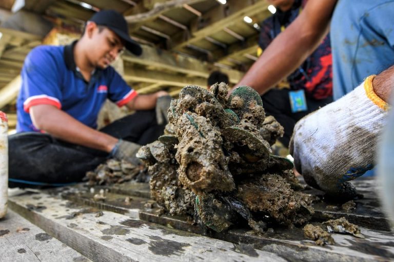 Rugi ratusan ribu, penternak kupang mohon tindakan segera