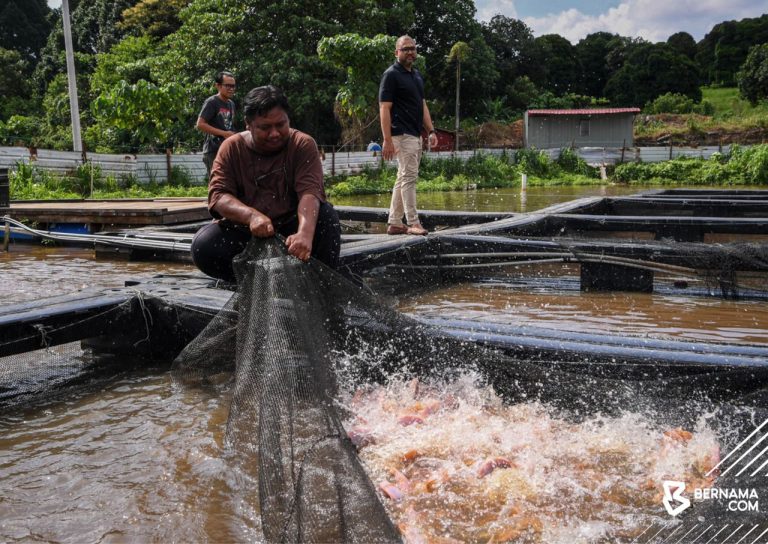 IPR-INTAN: Peserta tuai hasil ternak tilapia merah