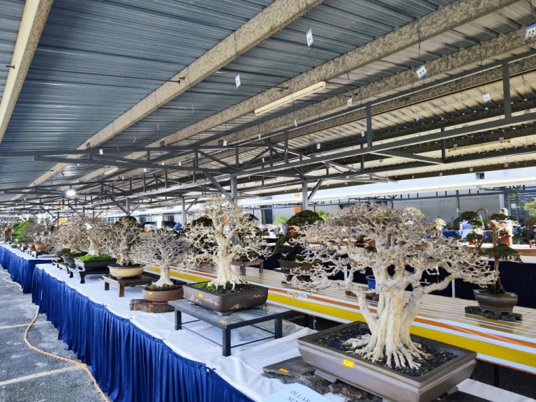Pertandingan Bonsai Peringkat Kebangsaan 2024 berjaya lahirkan peminat baharu