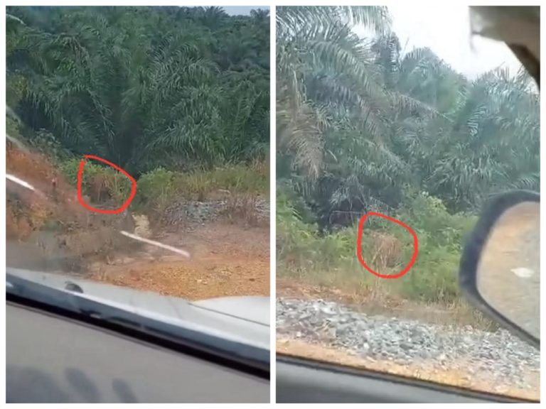 Video tular harimau bukan di Puncak Alam tapi Kelantan