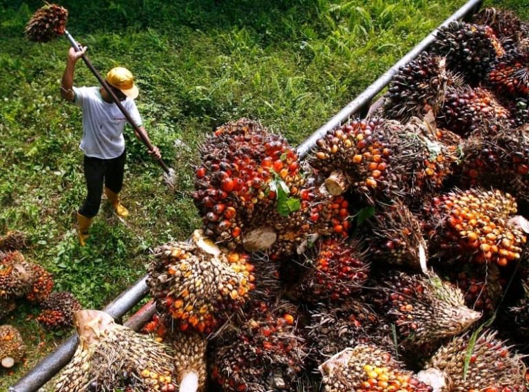 Harga MSM diunjur meningkat 6.3 peratus pada 2025, purata RM4,250 satu tan – AmInvest