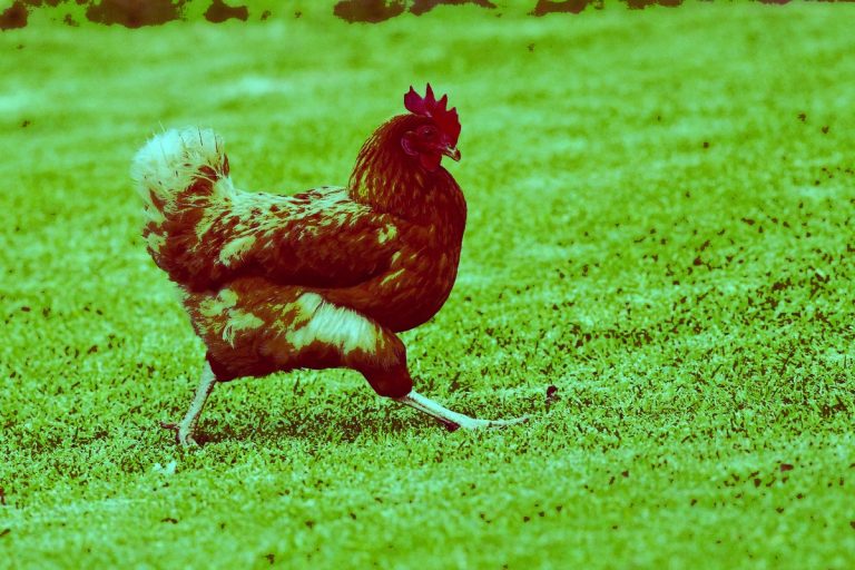 Habislah… hantu bulu ayam cari nanti!