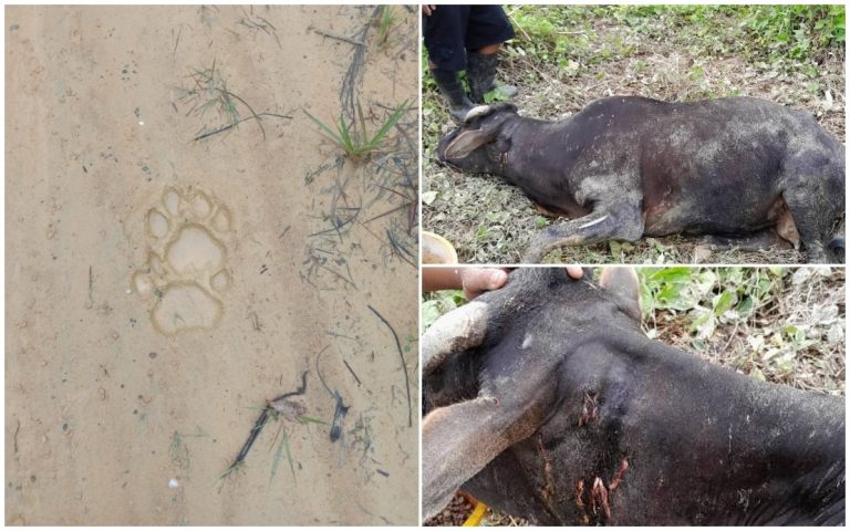 Perhilitan sahkan kehadiran harimau berhampiran kampung Orang Asli Sungai Choh