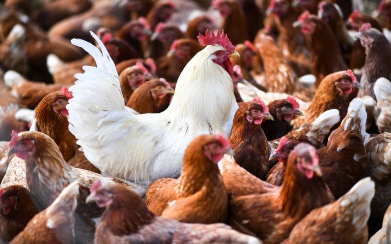 Wabak selesema burung: Filipina larang import unggas dari South Dakota, AS