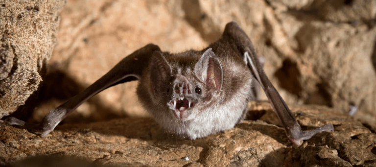 Hisap darah seperti drakula, ini spesies kelawar yang sering dikaitkan dengan Vampire