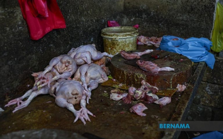 KPDN serbu dua premis penyembelihan ayam beroperasi secara haram, kotor