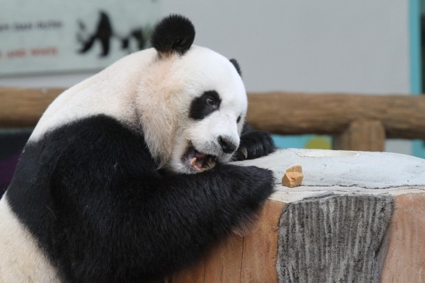 Pasangan panda Fu Wa, Feng Yi dihantar pulang ke China bulan depan, Malaysia akan terima pasangan baharu