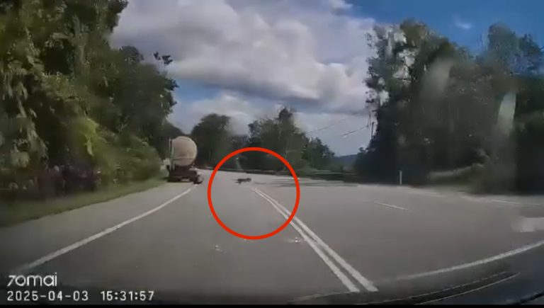Pemandu lori lepas ‘hajat’ di bahu jalan cedera diserang harimau kumbang