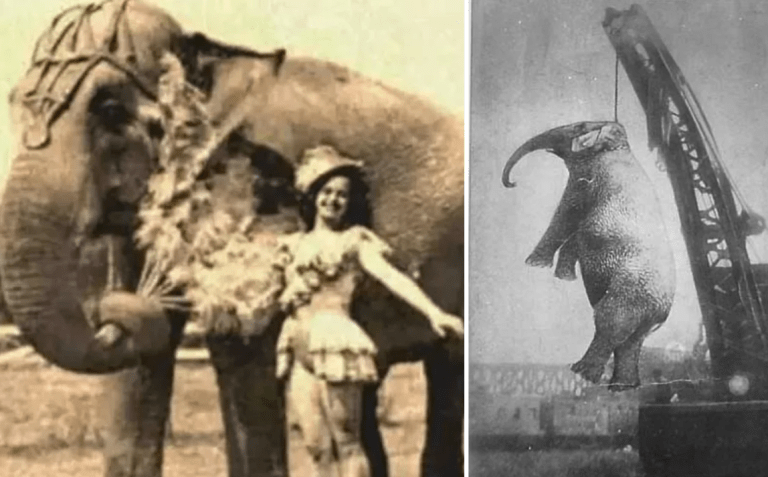 Digantung hingga mati dengan kren. Ini kisah Mary, gajah malang yang dihukum oleh manusia kejam