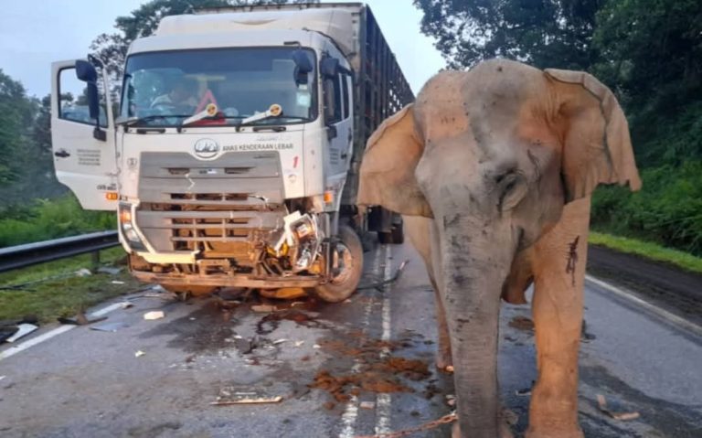Anak gajah lintas secara tiba-tiba, pemandu lori ayam tak sempat berhenti – polis