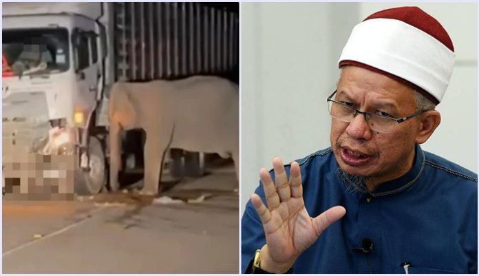 anak gajah dilanggar lori
