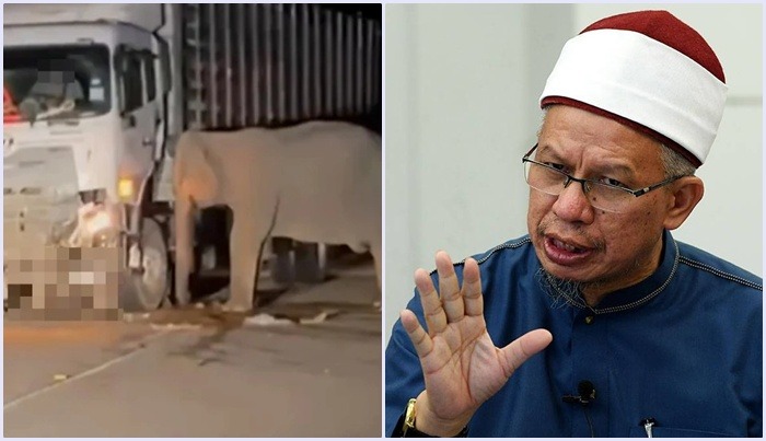 anak gajah dilanggar lori
