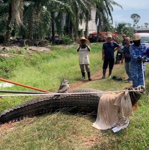 Buaya jantan 300kg sesat ditangkap dalam parit