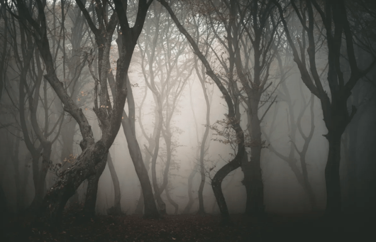 Gembala ghaib, gadis hilang muncul semula, UFO. Misteri di sebalik hutan yang digelar ‘Segitiga Bermuda’