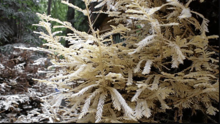 Pokok Albino pun ada. Keajaiban yang dirahsiakan lokasinya agar tidak diganggu manusia
