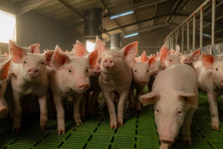 Ketika sains mengakui kebenaran Islam mengapa diharamkan makan babi