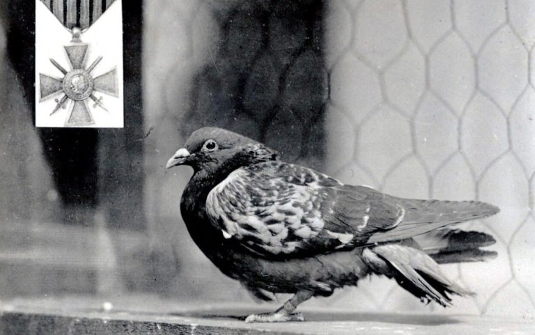Kaki hampir putus, mata buta. Ini kisah Cher Ami, seekor merpati yang menyelamatkan 195 nyawa semasa Perang Dunia Pertama