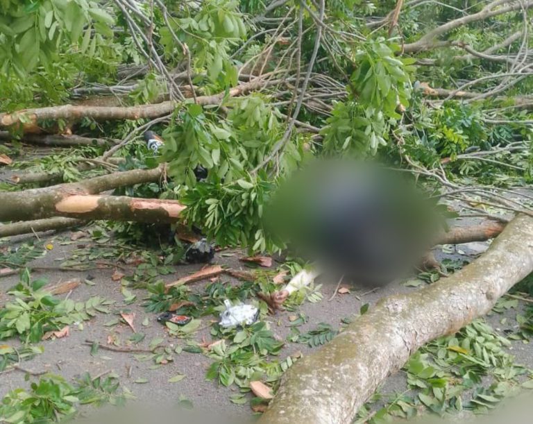 Dihempap pokok tumbang, penunggang motosikal maut 