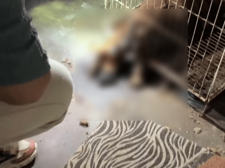 Veterinar Selangor buka kertas siasatan kes pengabaian haiwan oleh klinik swasta