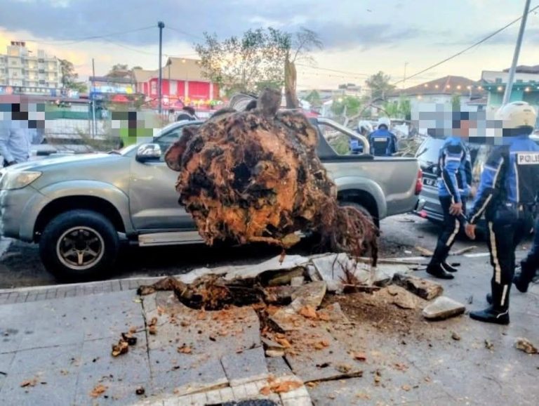 Akar reput, hujan lebat punca pokok tumbang di Jalan Penang