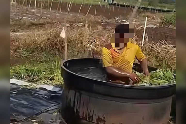 Video tular warga asing bersih sayur dalam takungan air bukan bawah seliaan Jabatan Pertanian