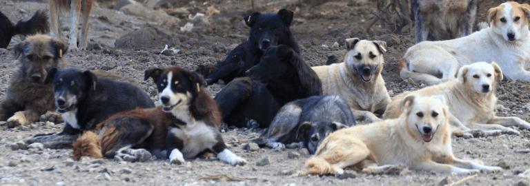 Demi imej moden, 80 ribu anjing dihapuskan. Pembantaian yang mengalirkan air mata penduduk Istanbul