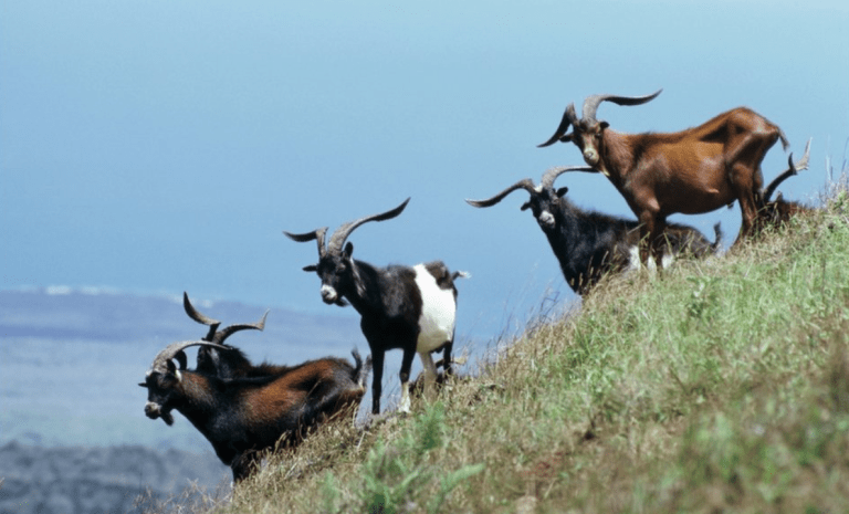 Kambing hapuskan kambing, strategi luar biasa menyelamatkan Galapagos