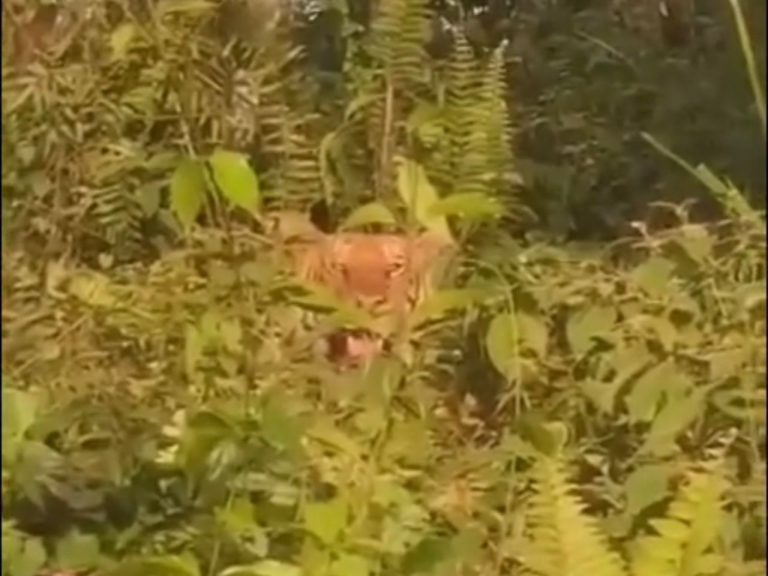 Perhilitan pasang perangkap kamera kesan ‘Pak Belang’ di Kluang