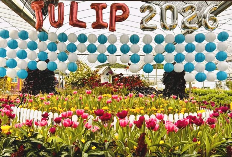 Tulip Cameron Highlands – Mekarnya setahun sekali, indahnya hanya 14 hari