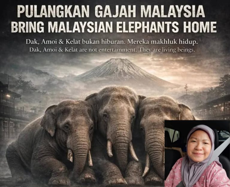 Bila artis susah, rakyat jadi penyelamat… Bila gajah terseksa, semua diam?