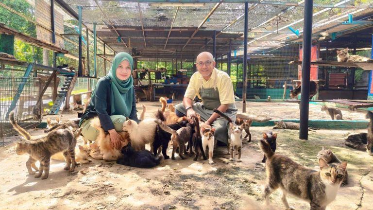 Taufik dan Azlina jadikan Bustana Kucing sebagai ‘rumah perlindungan’ 1,600 ekor kucing jalanan