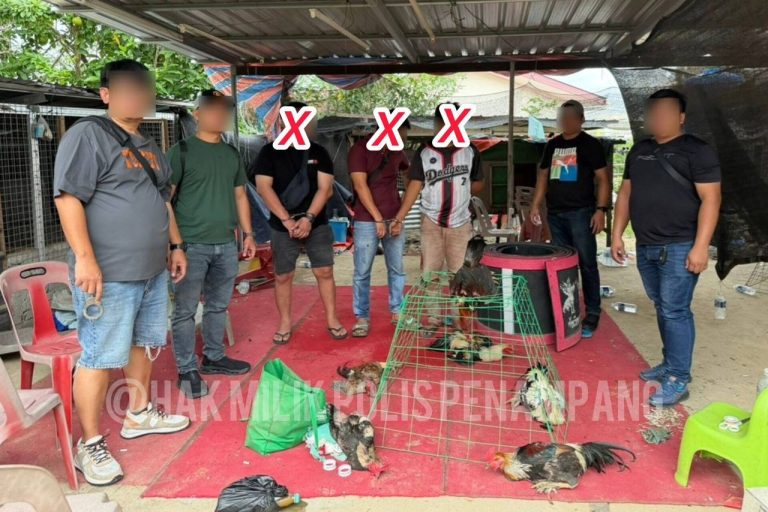 Tiga ditahan ketika sedang rancak sabung ayam di Penampang
